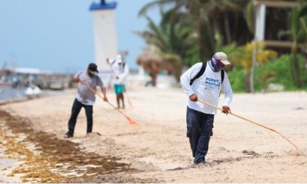 MANTIENEN JORNADAS DE LIMPIEZA DE SARGAZO EN PLAYAS DE PUERTO MORELOS, PESE A CONTINGENCIA SANITARIA