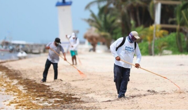 MANTIENEN JORNADAS DE LIMPIEZA DE SARGAZO EN PLAYAS DE PUERTO MORELOS, PESE A CONTINGENCIA SANITARIA