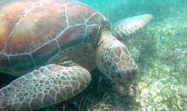 ALGAS CORALINAS MANTIENEN EL EQUILIBRIO EN LA BAHÍA DE AKUMAL, AFIRMA ESTUDIO DE LA UNAM