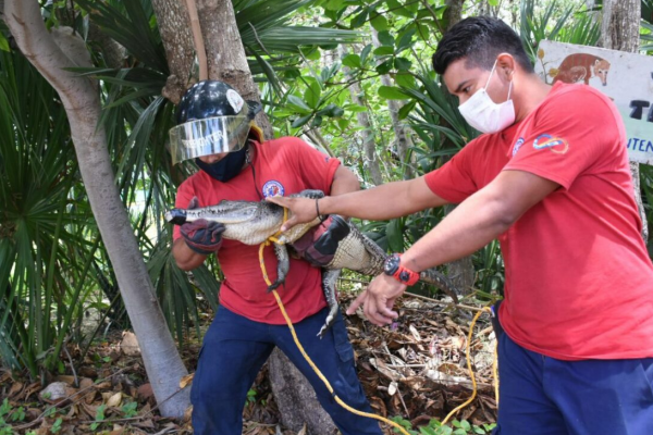 Rescatan bomberos de Puerto Morelos a un cocodrilo en etapa juvenil