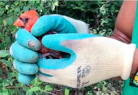 RESCATAN UN CARDENAL ROJO