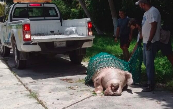 HALLAN MANATÍ MUERTO EN LA BAHÍA DE CHETUMAL