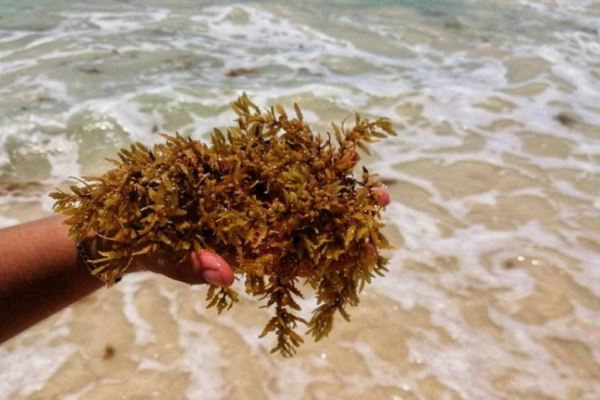 Contiene sargazo elementos dañinos para humanos y ecosistemas marinos