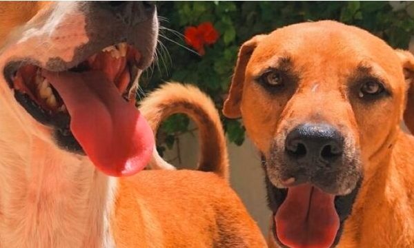 BUSCAN PADRINOS PARA TIERRA DE ANIMALES