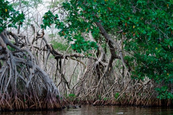 Solicitan niños amparo ante daño al manglar