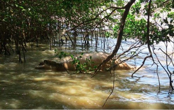 Un misterio: muerte de dos delfines en la Bahía de Chetumal