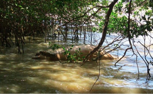 Un misterio: muerte de dos delfines en la Bahía de Chetumal