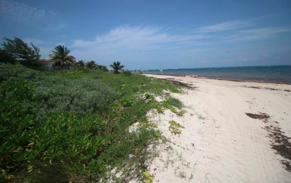 Adiós cocoteros; inicia rescate de dunas en playas de Puerto Morelos