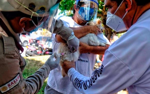 Vacunas listas para perros y gatos de Isla Mujeres; consulta el calendario