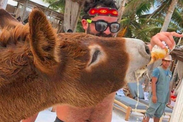 ¿Qué pasó con Sancho, el burro que aparece bebiendo alcohol en un hotel de Tulum?