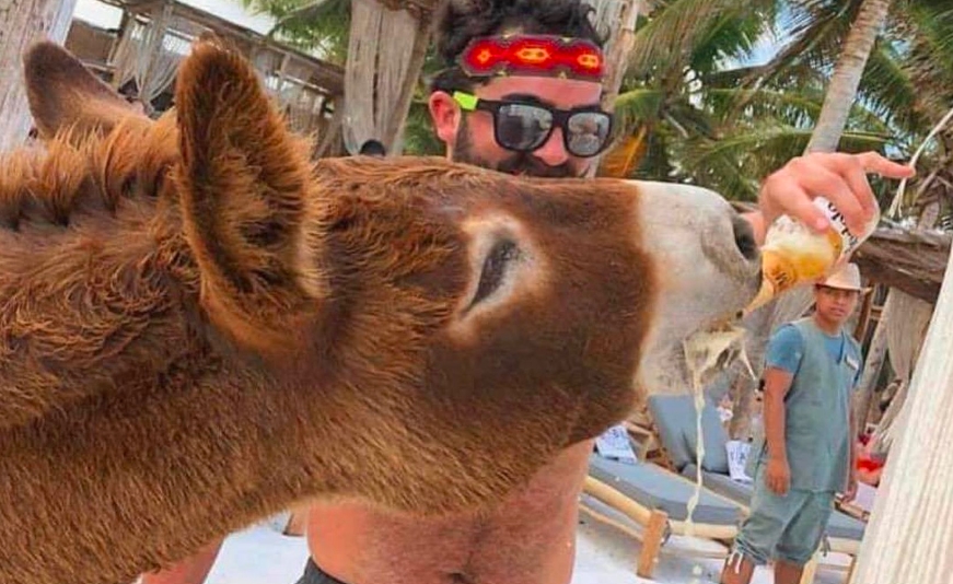 ¿Qué pasó con Sancho, el burro que aparece bebiendo alcohol en un hotel de Tulum?