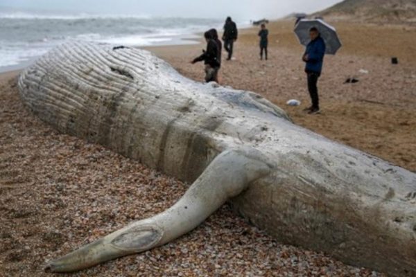 Hallan el cadáver del segundo animal más grande del mundo