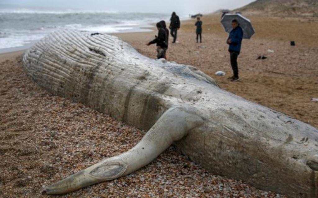 Hallan el cadáver del segundo animal más grande del mundo