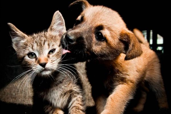 Beneficios de convivir en casa con un perro o gato