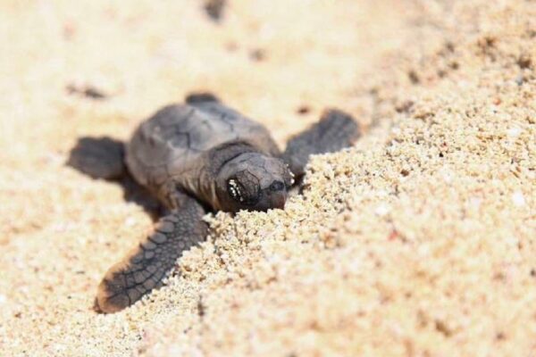 Listo Puerto Morelos para temporada de anidación de la tortuga marina