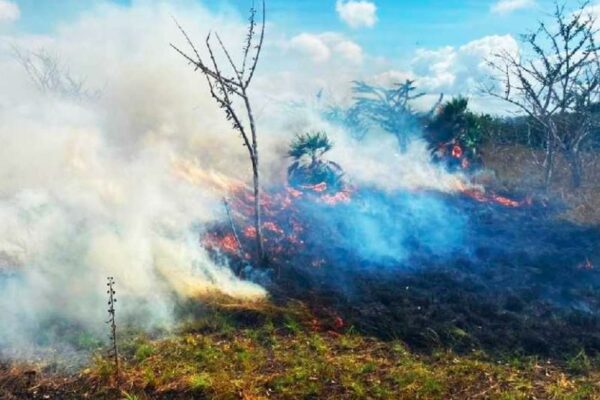 Liquidan incendios forestales en Puerto Morelos y OPB