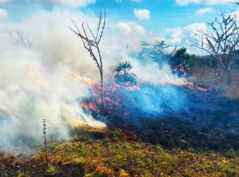 Liquidan incendios forestales en Puerto Morelos y OPB