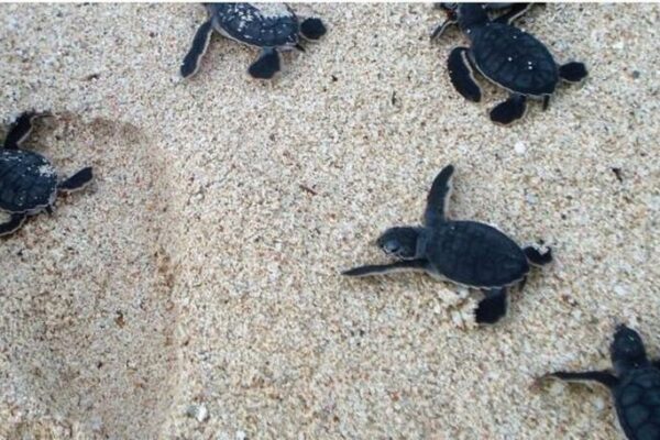 PREPARADOS PARA RECIBIR A TORTUGAS