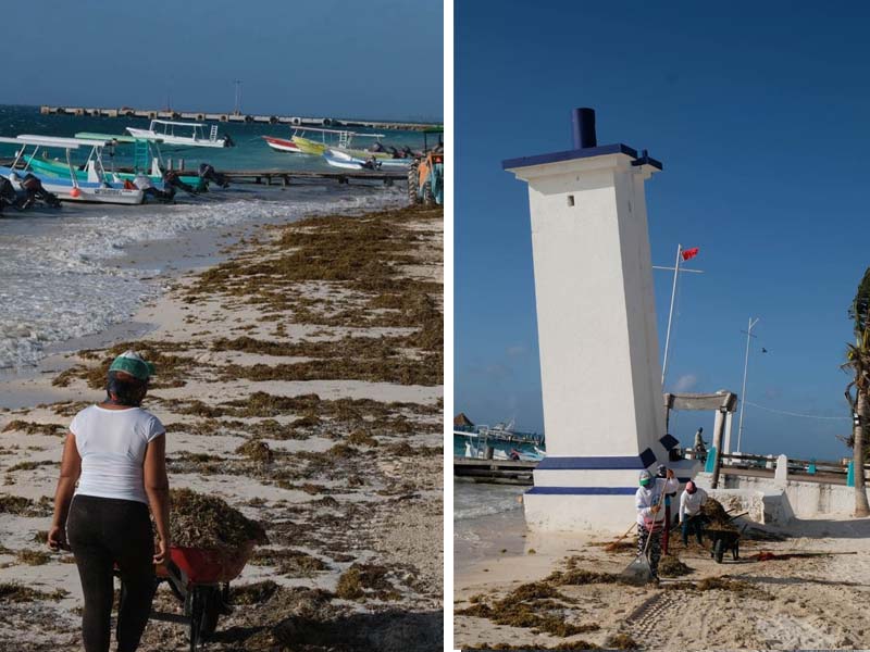 Puerto Morelos: Mantienen limpieza de playas ante recale de sargazo