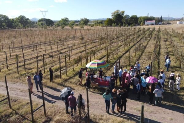 Reconocen a nivel internacional a industria vitivinícola chihuahuense por su alta calidad