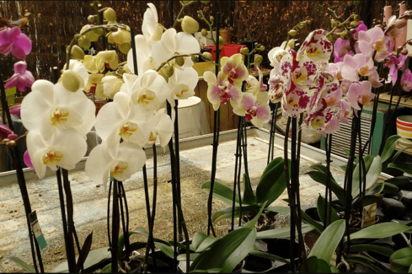 Convocan en Coatepec al Festival Internacional de la Orquídea