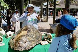 Intensa labor en Puerto Morelos para proteger a la tortuga marina