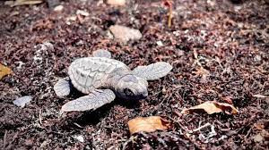 Más de 100 tortugas mueren en su temporada de anidación debido a la basura de las playas