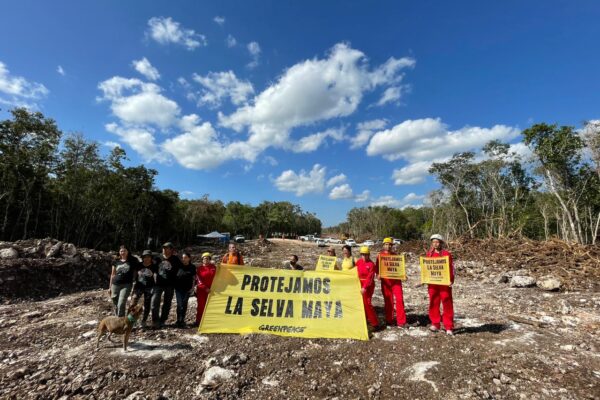 Protestan ‘ambientalistas’ contra luz verde a Tren Maya