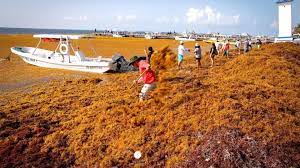 Tulum y Mahahual los lugares con más recale de sargazo