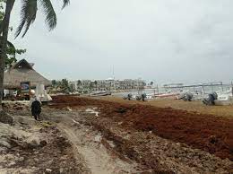 Ambientalistas urgen medidas ante llegada de sargazo a playas de QRoo