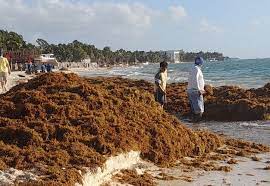 Crece nivel de alerta de sargazo en el Caribe Mexicano