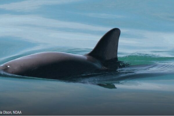 Día Internacional de la Vaquita Marina 2022