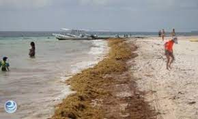 Sargazo y Tratado de Alta Mar, un encuentro deseable