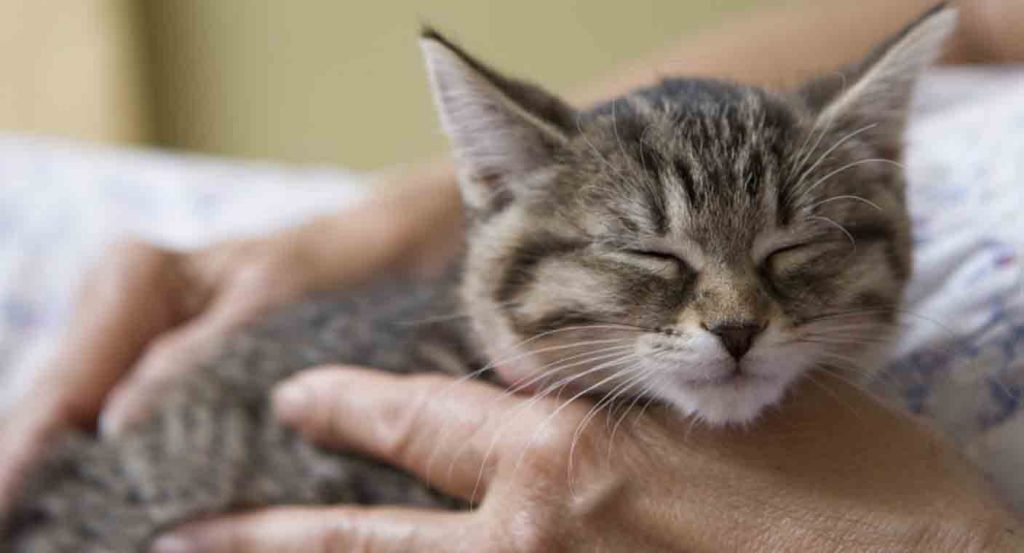 Día Internacional del Gato: ¿cuál es el origen de esta celebración y por qué se da 3 veces al año?