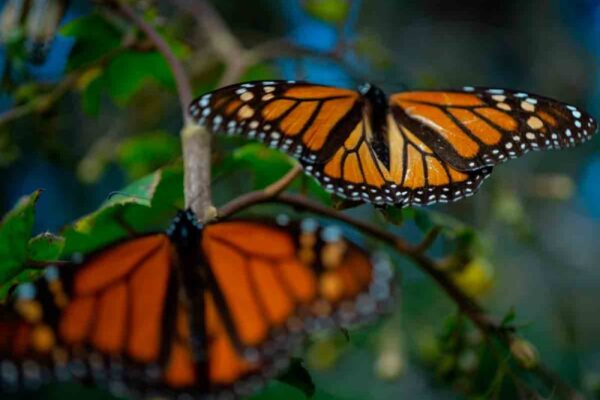 Ingresarán a México grupos de Mariposa Monarca