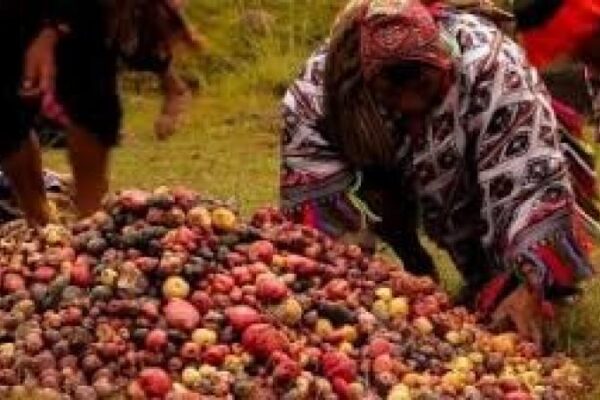 FAO apoya al Perú para establecer el “Día internacional de la papa”