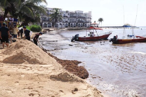 En Puerto Morelos, convierten sargazo en fertilizantes orgánicos