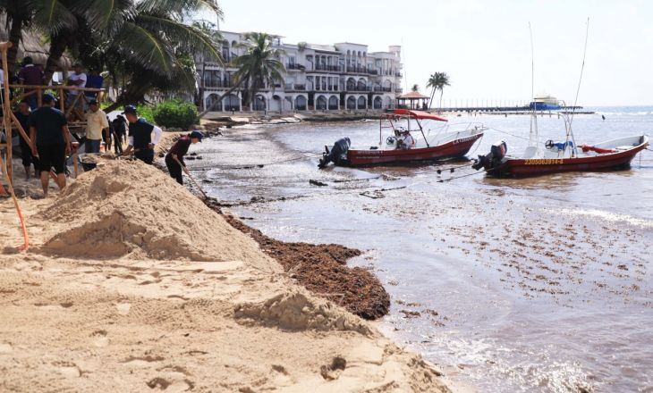 En Puerto Morelos, convierten sargazo en fertilizantes orgánicos