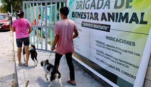 Destacan acciones por el bienestar animal en Puerto Morelos