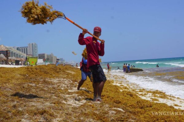 El sargazo no solo daña al turismo y a las playas, también a la salud de quienes lo retiran