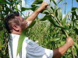 Aumentará 17% presupuesto al sector agropecuario para impulsar desarrollo en el sur de Quintana Roo