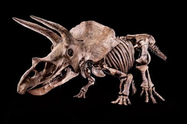 Exhibirán al Triceratops más grande descubierto hasta ahora