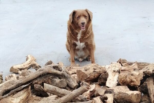 Bobbi es el perro vivo más viejo del mundo y rompe récord Guinness