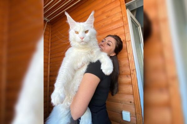 Kefir, el gato que mide metro y medio y pesa 12 kilos