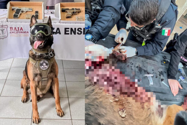 Boris, agente canino, pierde una pata en tiroteo