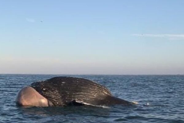 Enorme ballena es hallada muerta frente a costas de Sinaloa