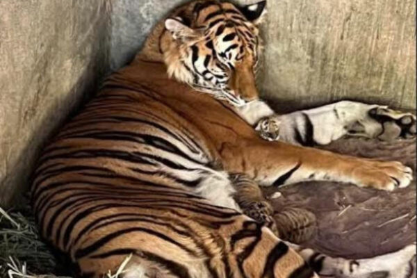 'Rapunzel' y 'Apolo' se convierten en padres tras nacimiento de 3 tigres en Zoo de Chihuahua