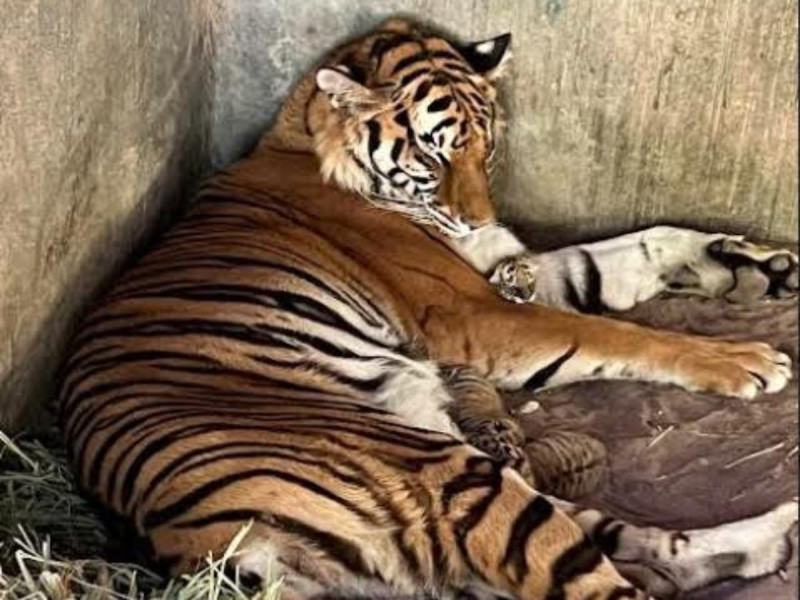 'Rapunzel' y 'Apolo' se convierten en padres tras nacimiento de 3 tigres en Zoo de Chihuahua