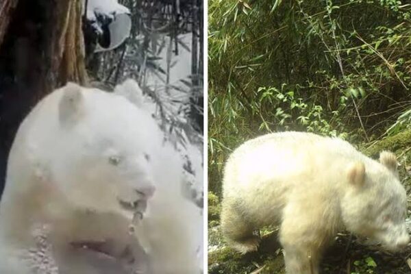 Captan al único panda totalmente blanco en el mundo en China