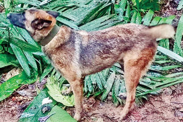 Buscan a Wilson, perro rescatista, en la selva 70 militares